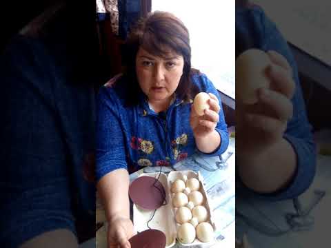 Видео: Инкубация мускусных утят в Блиц