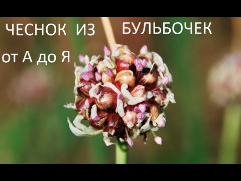 Видео: Чеснок из бульбочек от А до Я