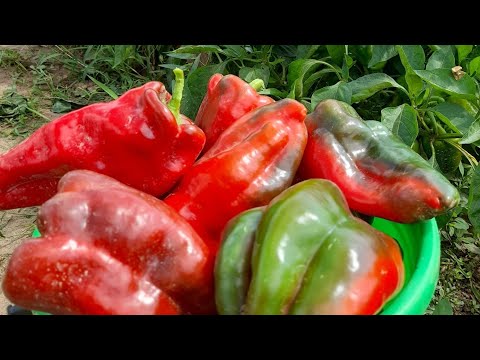 Видео: Когда сеять ПЕРЕЦ и ТОМАТЫ 100% будет крепкая рассада
