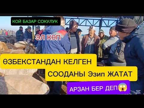Видео: КОЙ Базар СОКУЛУК МАЛ БАЗАР 2-чи ЧЫГАРЫЛЫШ 8-НОЯБРЬ 2025ж өзбекстан келген жигиттер терип жатат 