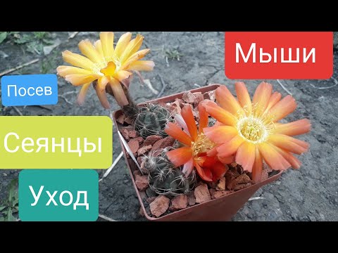 Видео: Сеянцы кактусов. Неделя первая. Вскоре весна.