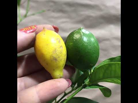 Видео: Лаймкваты в «Цитрус Микс»