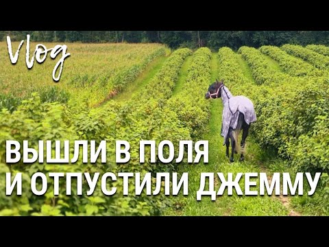 Видео: Вышли в поля и выпустили Джемму