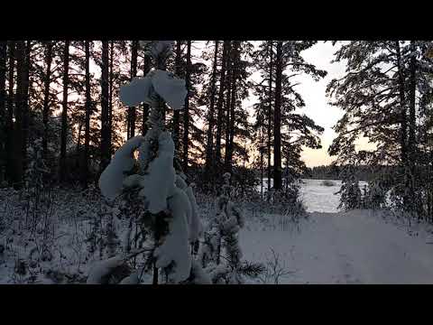 Видео: Месть белого медведя