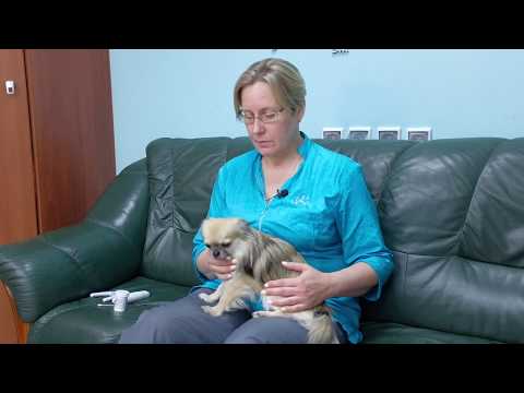 Видео: Чихуахуа - уход, содержание, груминг. Руководство пользователя.