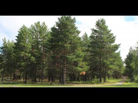 Видео: Васильев Егор Семенович. Оhуохай.