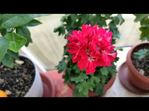 Видео: Пеларгонии: зарождение коллекции.