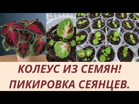 Видео: Колеус . Как правильно пикировать колеус.Сроки пикировки. Какой грут и емкость выбрать.