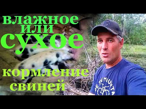 Видео: как надо  кормить свиней