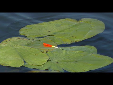 Видео: Рыбалка. Ловля Карася  на Поплавочку