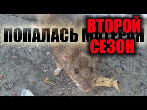 Видео: НАКОНЕЦ ТО Я ЕЕ ПОЙМАЛ . Хитрая крыса 2