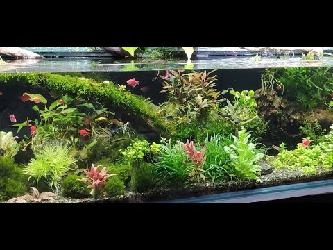 Видео: аквариумы с растениями начнем с 600л, изменения, перестановка