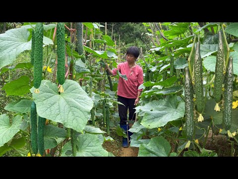 Видео: Огурцы покрыты ветками и лозами, а бабушка готовит четыре гарнира из огурцов.