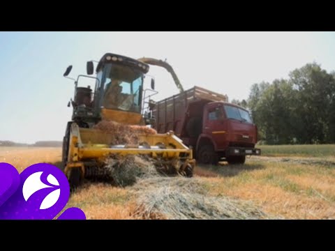 Видео: Аномальная жара и засуха мешают заготовке кормов ишимским аграриям