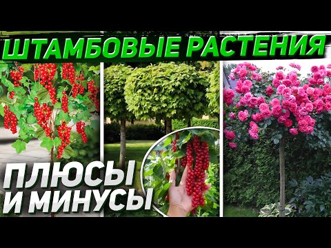 Видео: ШТАМБОВЫЕ РАСТЕНИЯ - всё что нужно знать