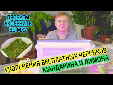 Видео: Укоренение бесплатных черенков лимона и мандарина в тепличке во мху сфагнум. Что из этого выйдет?