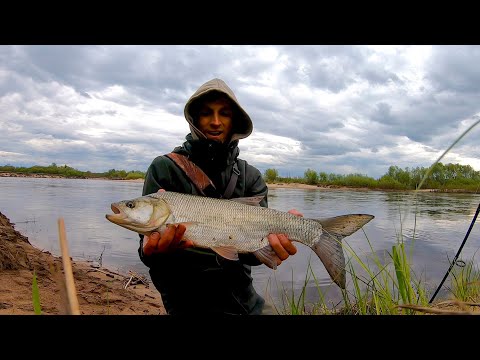 Видео: ТАКАЯ ПОДАЧА жереха, что спиннинг ВЫБИВАЕТ с РУК! Рыбалка в 2022