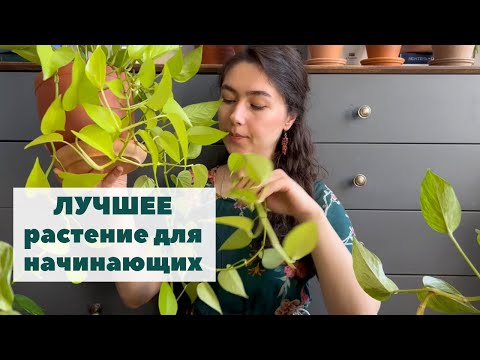 Видео: Самое неприхотливое комнатное растение! / Мои эпипремнумы