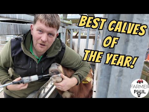 Видео: Наши лучшие телята! Время взвешивания, дозирования и сортировки