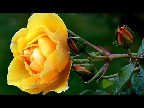 Видео: Лёгкая оркестровая музыка 3 ~ Сборник