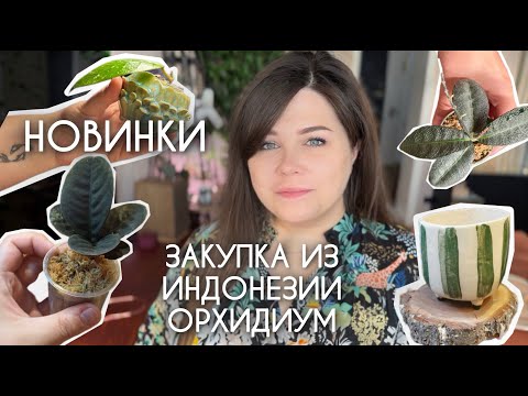 Видео: НОВЫЕ РАСТЕНИЯ И КАШПО: закупка из индонезии, орхидиум и кактус-фест