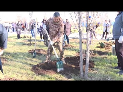 Видео: 500 деревьев высадили в Парке влюбленных в Астане