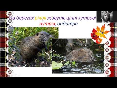 Видео: ЯДС. Подорожуємо зонами мішаних і широколистних лісів. 4 клас