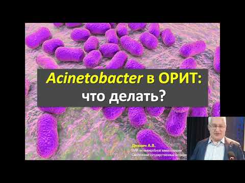 Видео: Acinetobacter в ОРИТ: что делать?