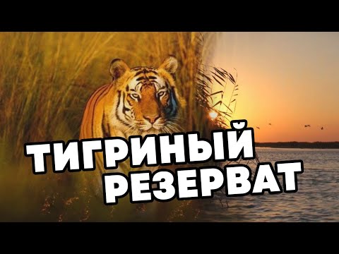 Видео: Тигриный резерват  | Outdoor Central Asia