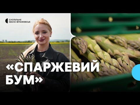 Видео: У день збирають понад 300 кілограмів: як у селі на Франківщині вирощують спаржу