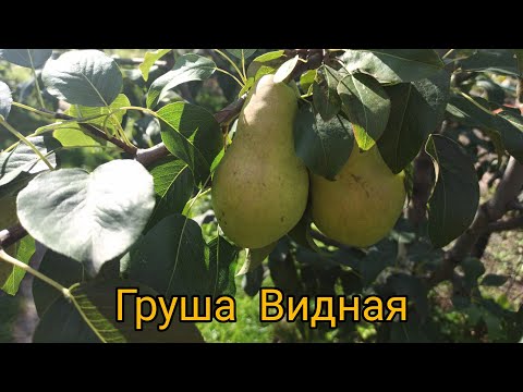 Видео: Груша Видная ( Бугристая). Сорт для Подмосковья. Обзор.