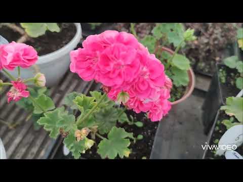 Видео: Мой уголок счастья 🌿 Первое видео о теплице и цветах 🌸
