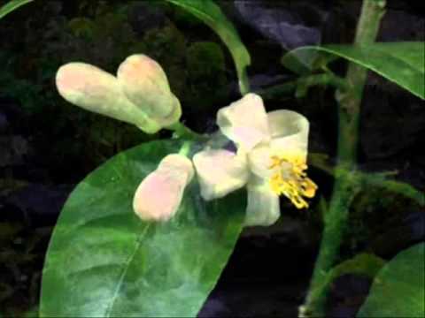 Видео: Родник Любви