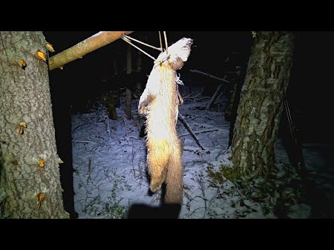 Видео: Охота на куницу капканами. Поймал выдру. Птичья напасть.
