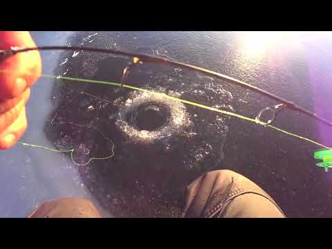 Видео: Местная рыбалка на Братском водохранилище. Проверили клюёт ли окунь в ветренную погоду !?? #Сибирь38