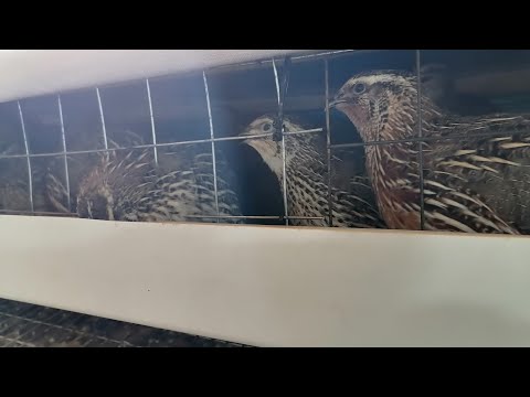 Видео: Отбор перепелов на племя