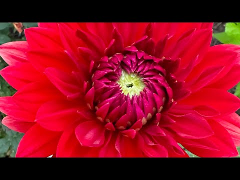 Видео: Прямой эфир от 3 сентября . Убираем папилломы Чистотелом( аптечное средство) очень внимательно видео