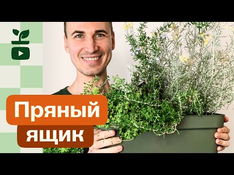 Видео: Пряный ящик: Розмарин обыкновенный, тимьян (чабрец) ползучий и карри-плант.