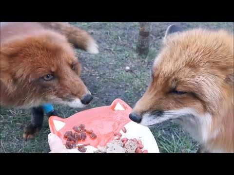 Видео: Лис Альф и Фокси на вечеринке в честь годовасия