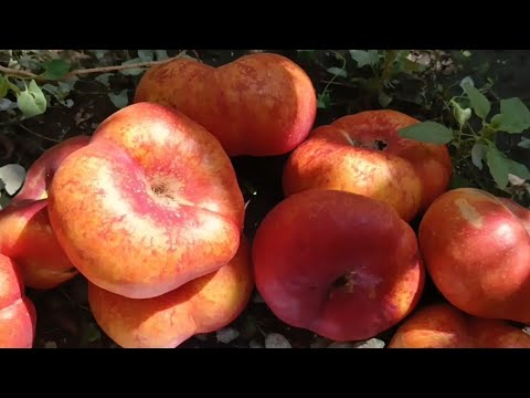 Видео: Інжирний нектарин Оріола. Nectarine Oriola. Кращий сорт на початку осені 