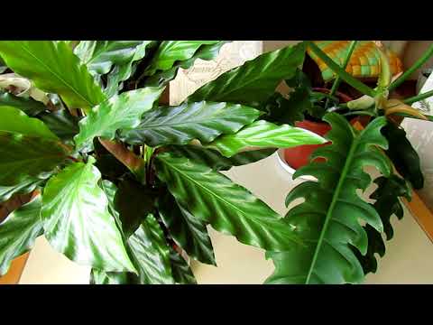 Видео: Думайте сами, решайте сами...