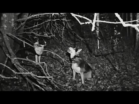 Видео: РАСКАЧКА ЛАЕК ПЕРЕД СЕЗОНОМ/ РАБОТАЮТ ВСЁ ЧТО ПОПАДАЕТСЯ/