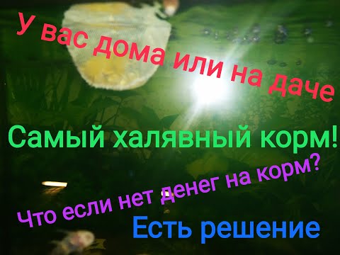 Видео: Самый халявный корм для рыбок у вас дома или на даче!