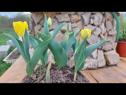 Видео: ПОСАДИЛИ ПЛОДОВЫЕ КУСТАРНИКИ. СНЯЛИ РЕШЕТКИ С ОКОН