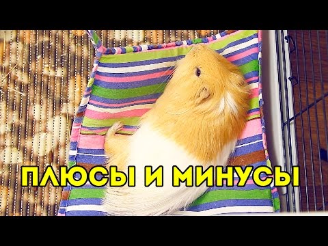 Видео: ПЛЮСЫ и МИНУСЫ содержания МОРСКИХ СВИНОК / SvinkiShow