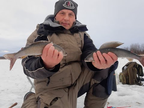 Видео: Как поймать хариуса зимой  От А до Я