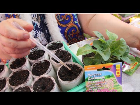 Видео: Этот ПОСЕВ ПЕТУНИИ удаётся всегда! 100 % будете с цветами! Как правильно посеять петунию.