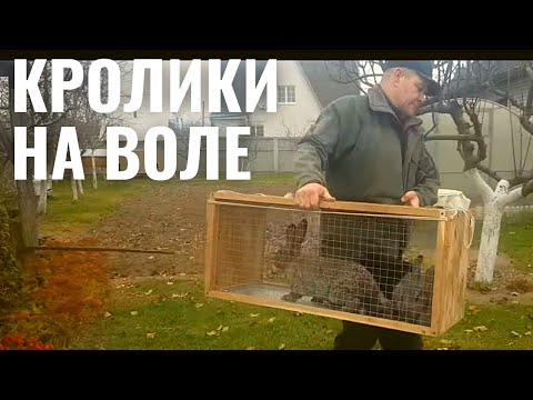 Видео: КРОЛИКИ НА ВОЛЕ