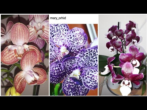 Видео: Цветение орхидей/Ванда-Лайфхак как поливаю👌Синоголо/ Дикий кот/дендробиум/ Чармер/Каода/