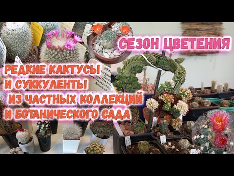 Видео: Таких кактусов Вы скорее всего еще не видели